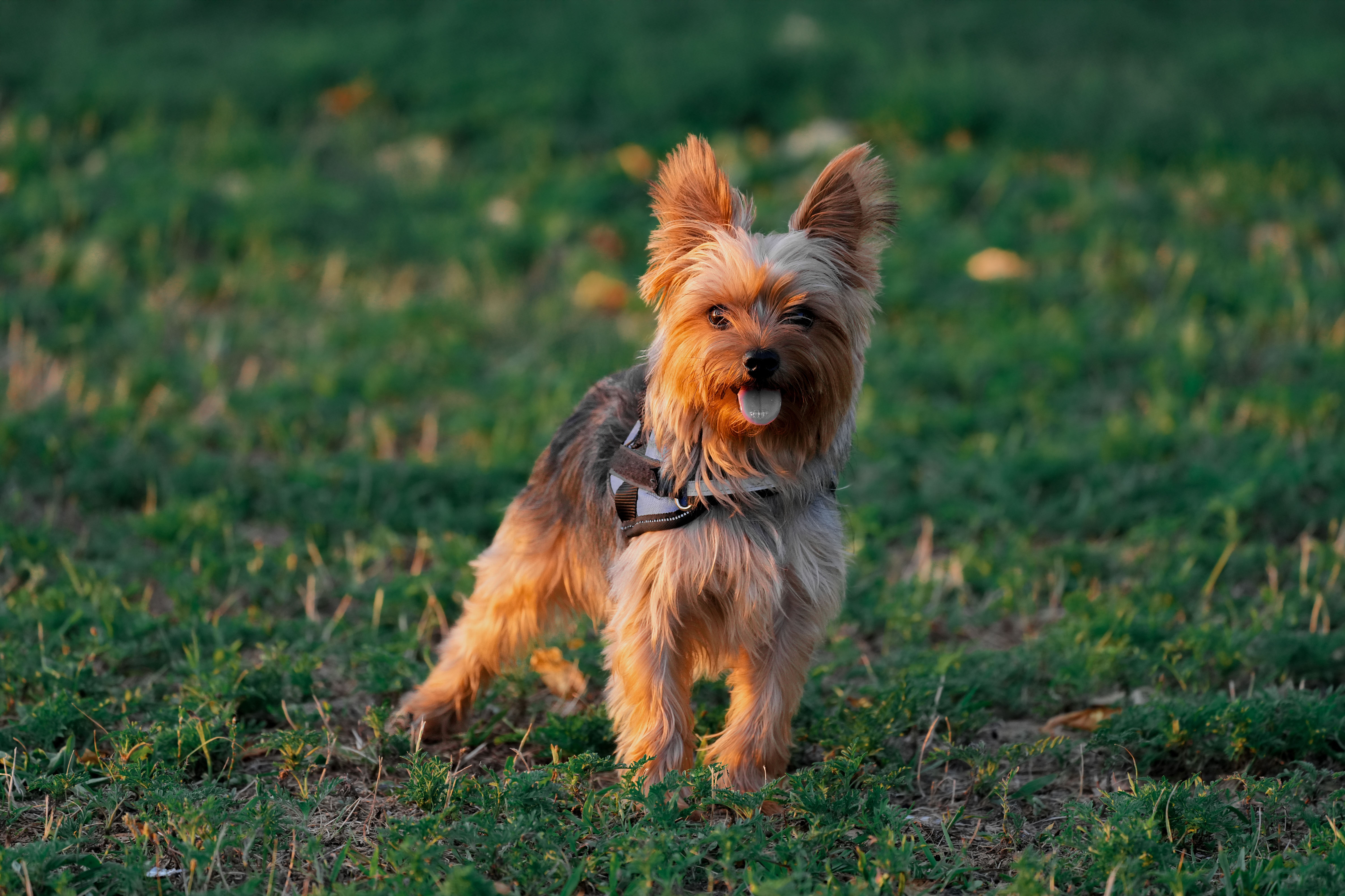 Small terrier playing on a green lawn